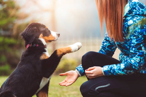Incorporating Therapy Work into Your Dog’s Training Plan post thumbnail image