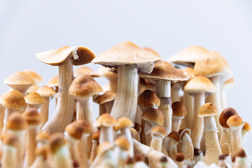 Attain hallucinogenic mushroom (champignon hallucinogène) (hallucinogenic fresh mushrooms) as well as other systems to the good care of fungus post thumbnail image