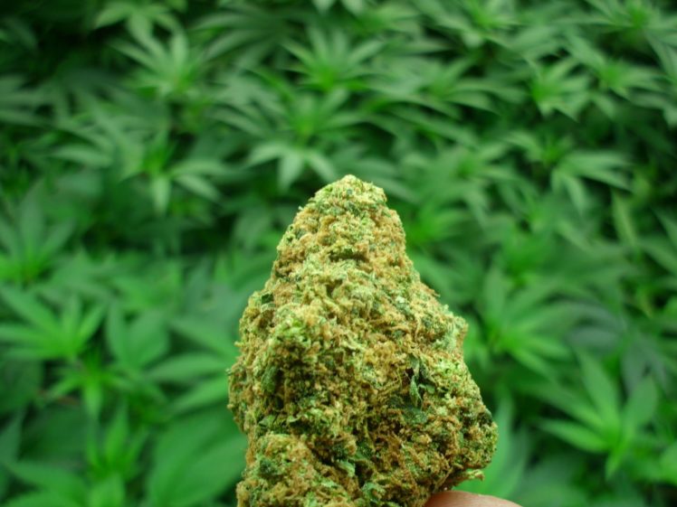 Why Are People Becoming Fond Of Online Dispensaries? post thumbnail image