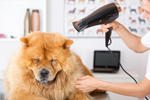 The blow dryer for dogs is an excellent way to improve the cleanliness of your furry types at home post thumbnail image