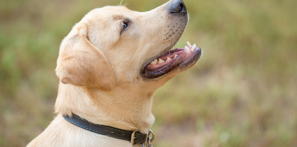 A Great Way to Keep Your Dog Safe – The Halo Dog Collar post thumbnail image