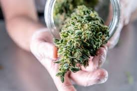 The Best Weed delivery Services in Vancouver for Affordable Ounces post thumbnail image