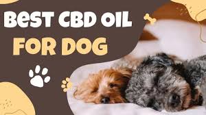 A Loving Choice: CBD for Dogs’ Overall Well-Being post thumbnail image