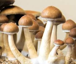 An Inside Look: How you can Properly Buy Shrooms in DC post thumbnail image